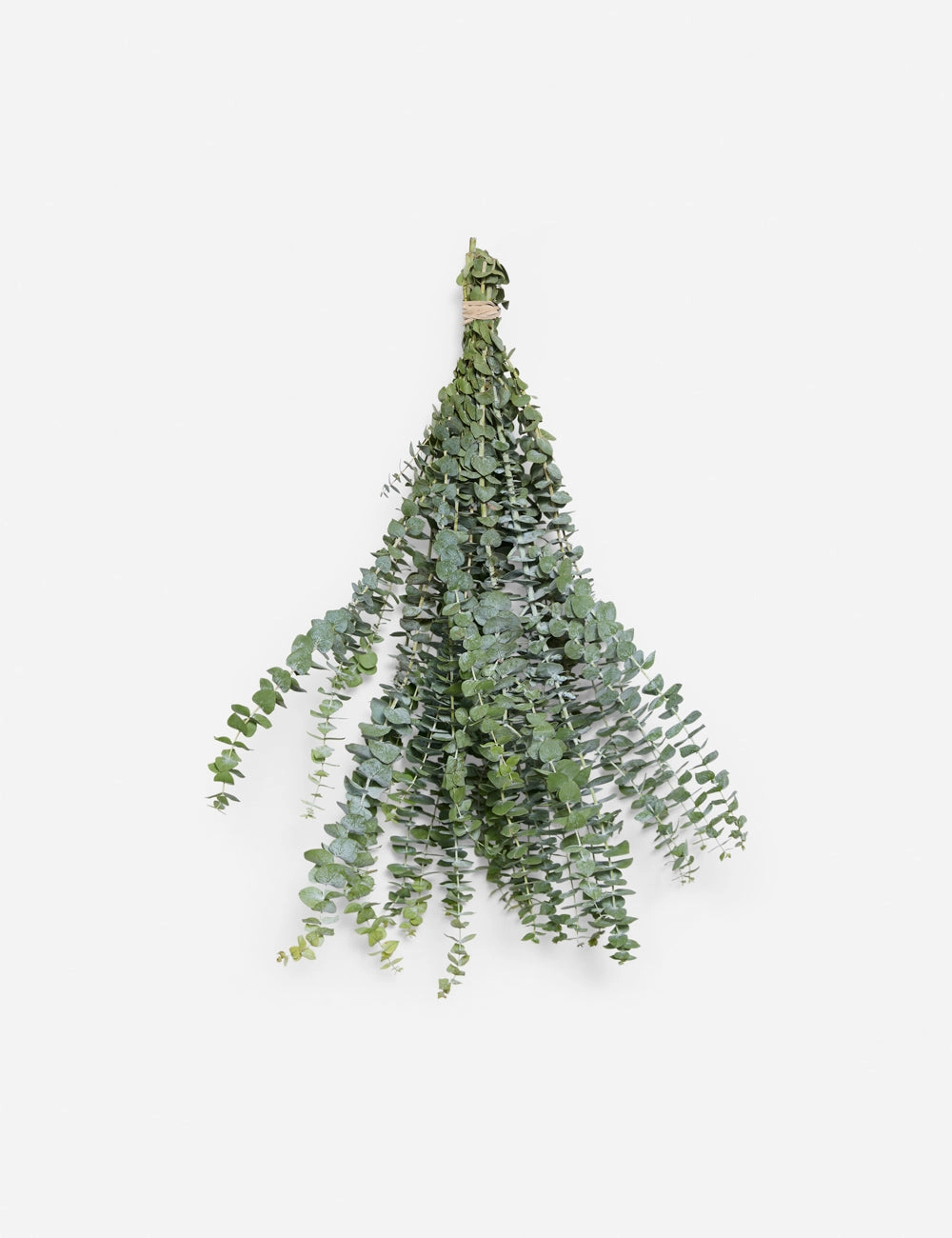 Live Baby Blue Eucalyptus Bunch -  - 