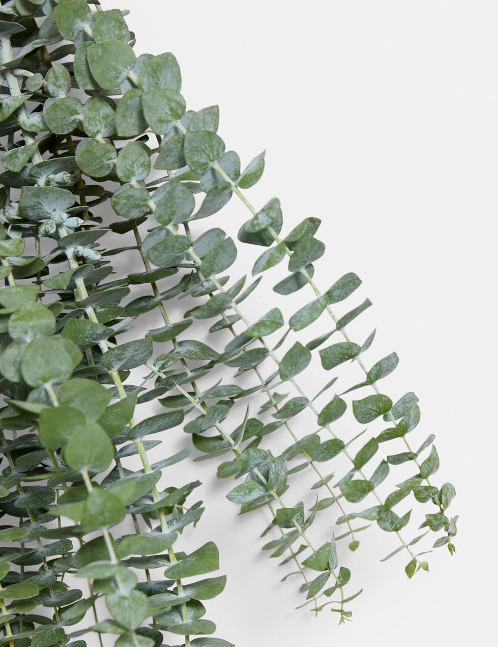 Live Baby Blue Eucalyptus Bunch -  -
