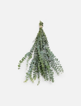 Live Baby Blue Eucalyptus Bunch -  - 