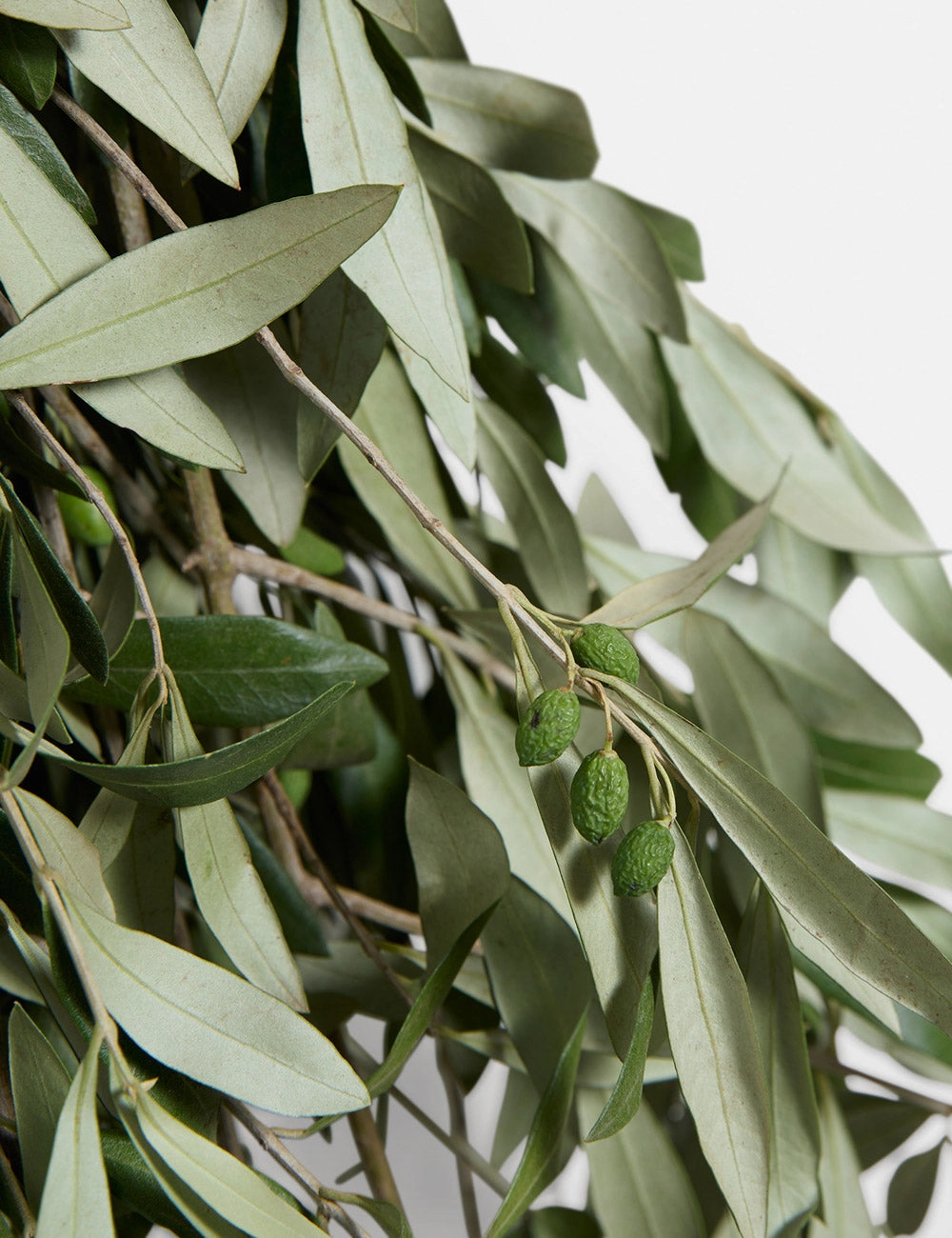 Live Olive Branch Bunch -  -