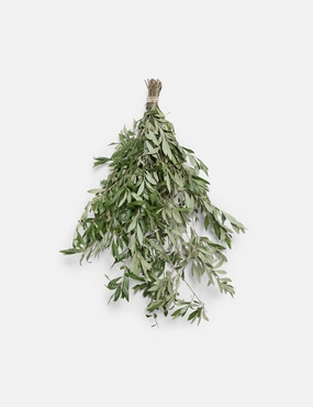 Live Olive Branch Bunch -  - 