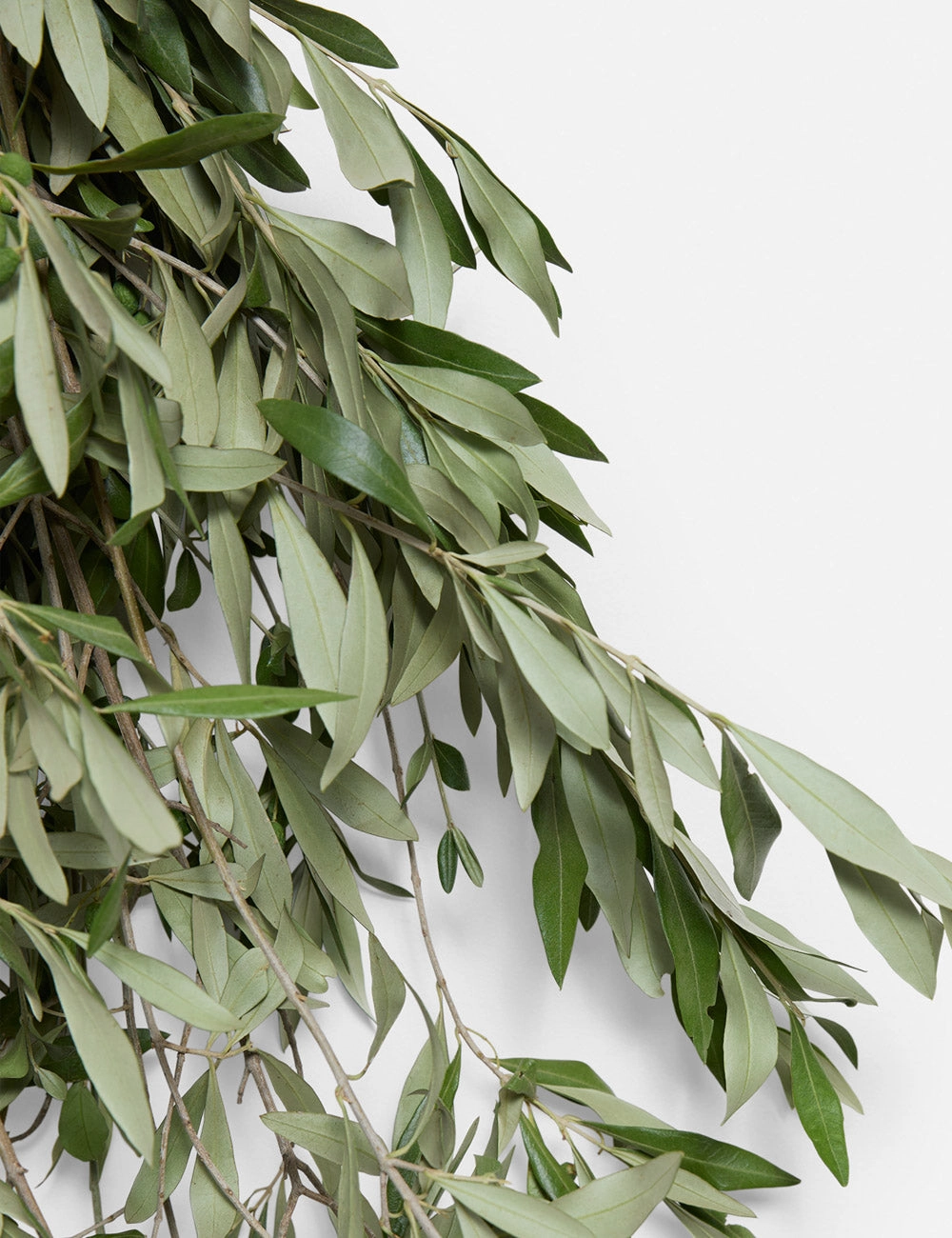 Live Olive Branch Bunch -  -