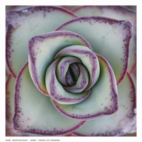 Macro Succulent 