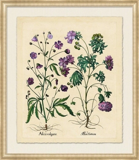 Medium Besslers Alcea Framed Giclee Framed Wall Art 