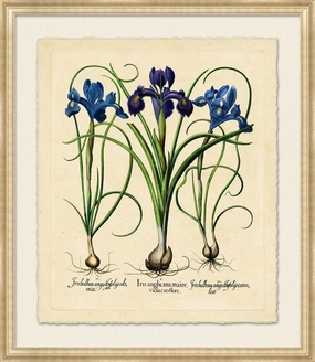 Medium Besslers Iris Framed Giclee Framed Wall Art 