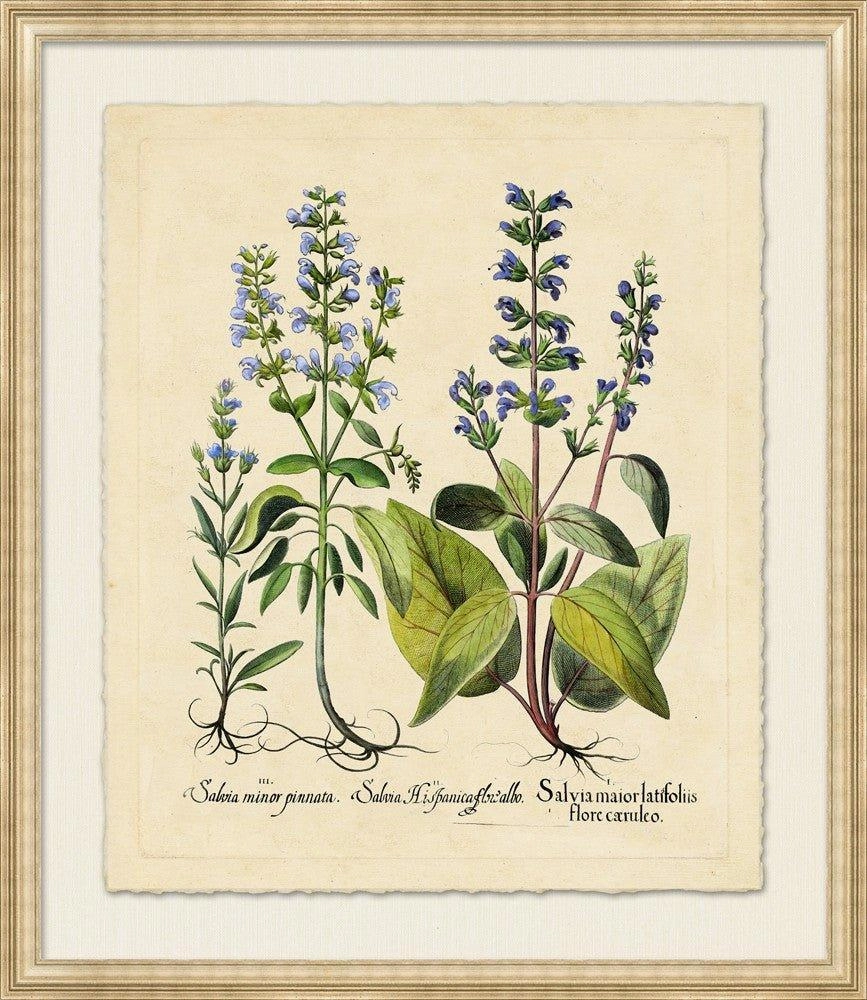 Medium Besslers Salvia Framed Giclee Framed Wall Art 