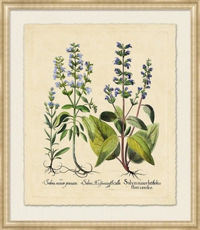 Medium Besslers Salvia Framed Giclee Framed Wall Art 