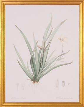 Moraea Botanical Lithograph Wall Art in Gold Wood Frame 