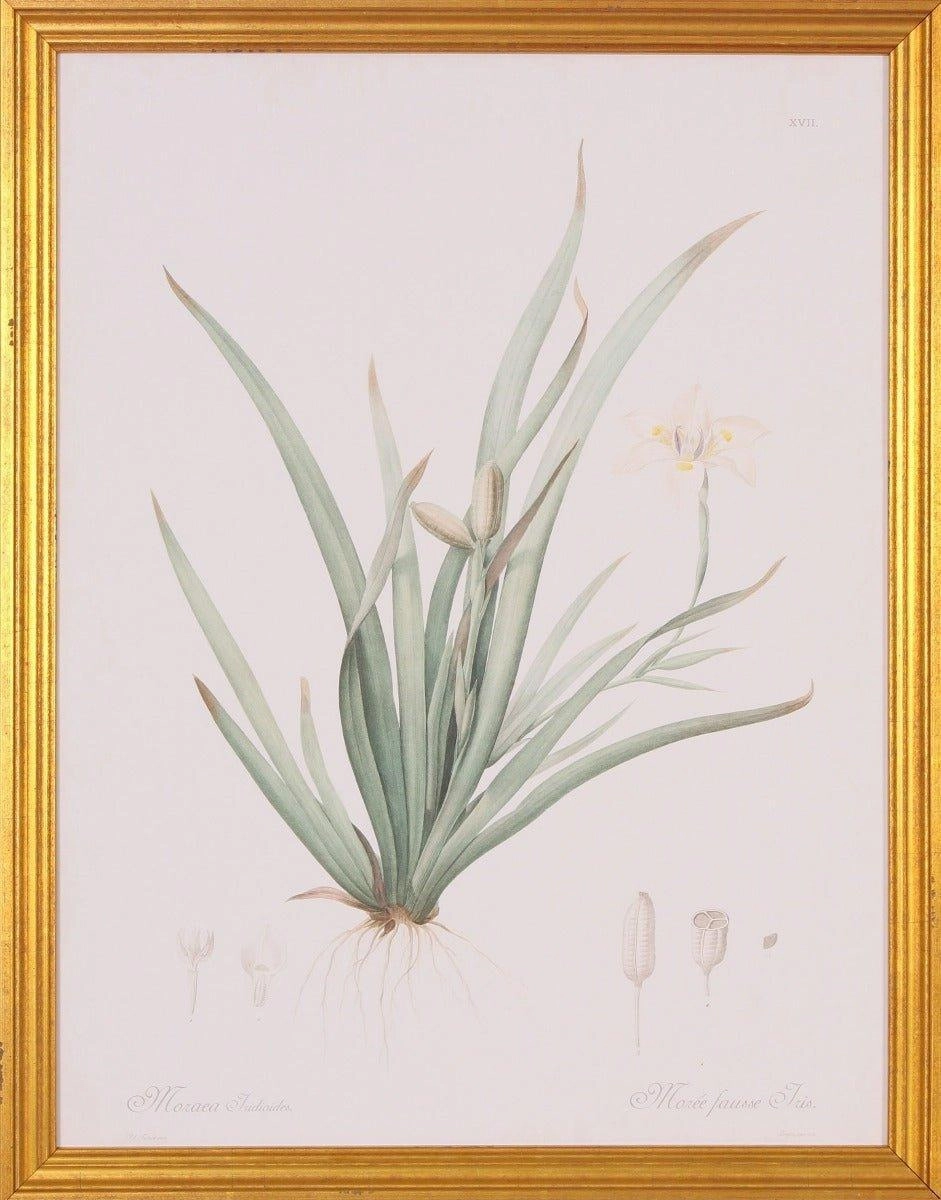 Moraea Botanical Lithograph Wall Art in Gold Wood Frame 