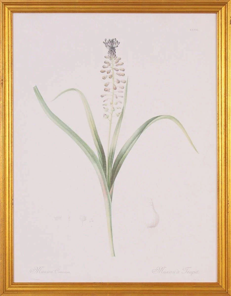 Muscari Flower Botanical Lithograph Wall Art in Gold Wood Frame 