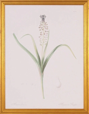 Muscari Flower Botanical Lithograph Wall Art in Gold Wood Frame 