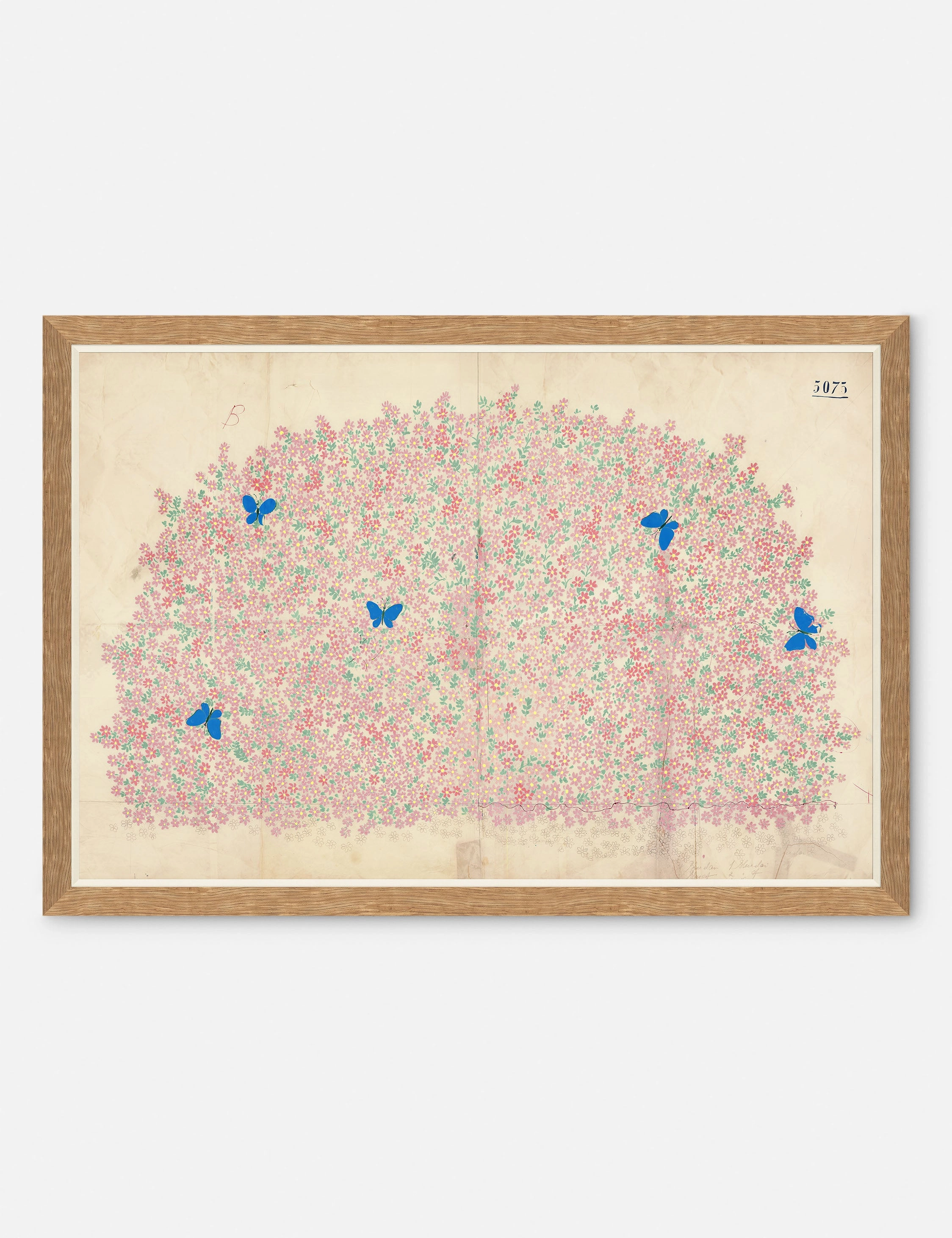 Myosotis Print by Paule Marrot