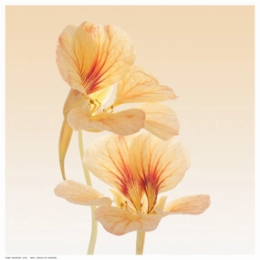 Nasturtium 