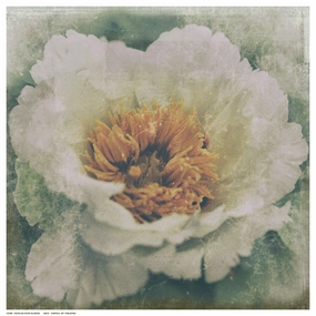 Nostalgic Peony Blossom 