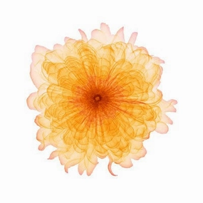 Orange Chiffon 