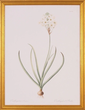 Ornithogalum Botanical Giclee Wall Art in Gold Wood Frame 