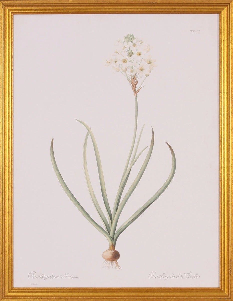 Ornithogalum Botanical Giclee Wall Art in Gold Wood Frame 