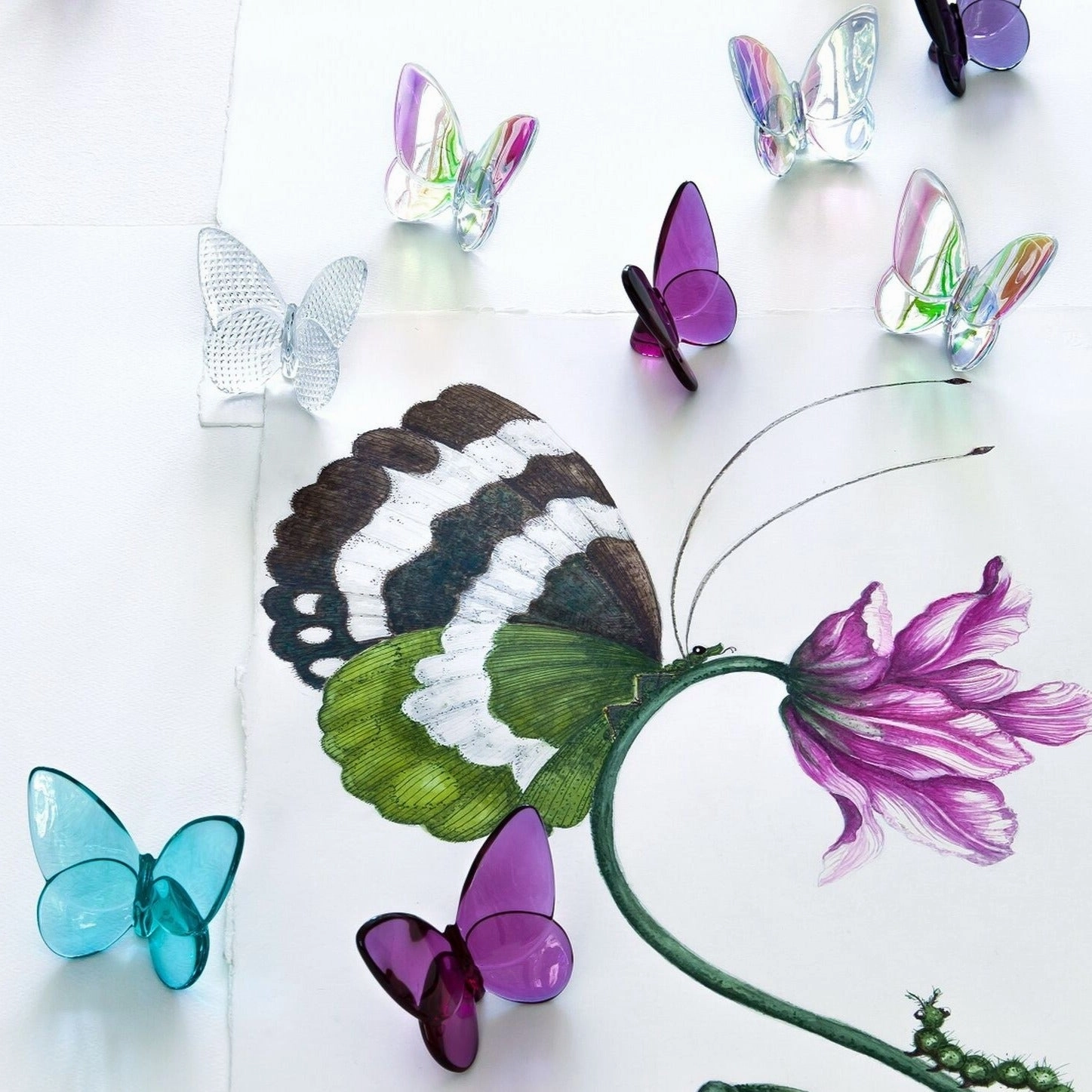 Papillon - Litmus Lucky Butterfly