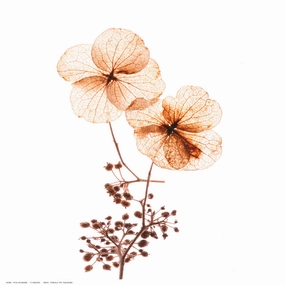 Petal Blooms 