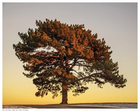 Pine at Sunset 