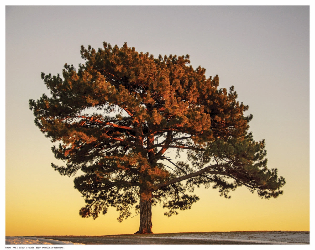 Pine at Sunset 