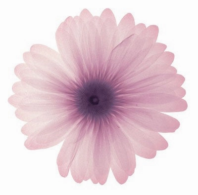 Pink Petals 