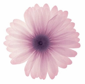 Pink Petals 