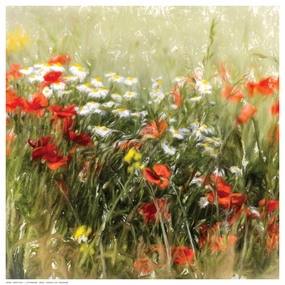 Poppy Field 
