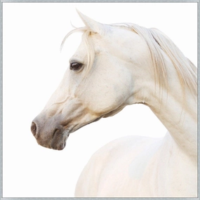 Portrait of a Pearl Horse on Canvas Framed Wall Art 