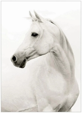 Portrait of Stallion Framed Wall Art 