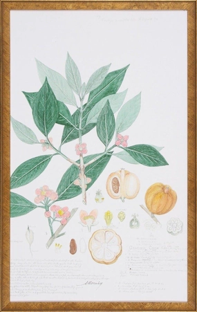 Pumpkins & Leaves Descubes Fruit III Botanical Lithograph Wall Art 