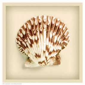 Radial Seashell 