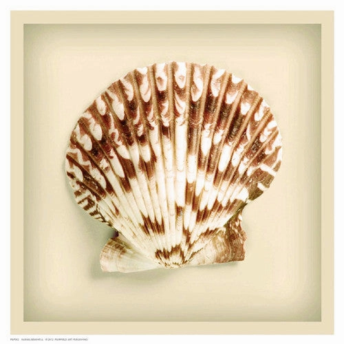 Radial Seashell 