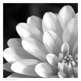 Radiating Petals 