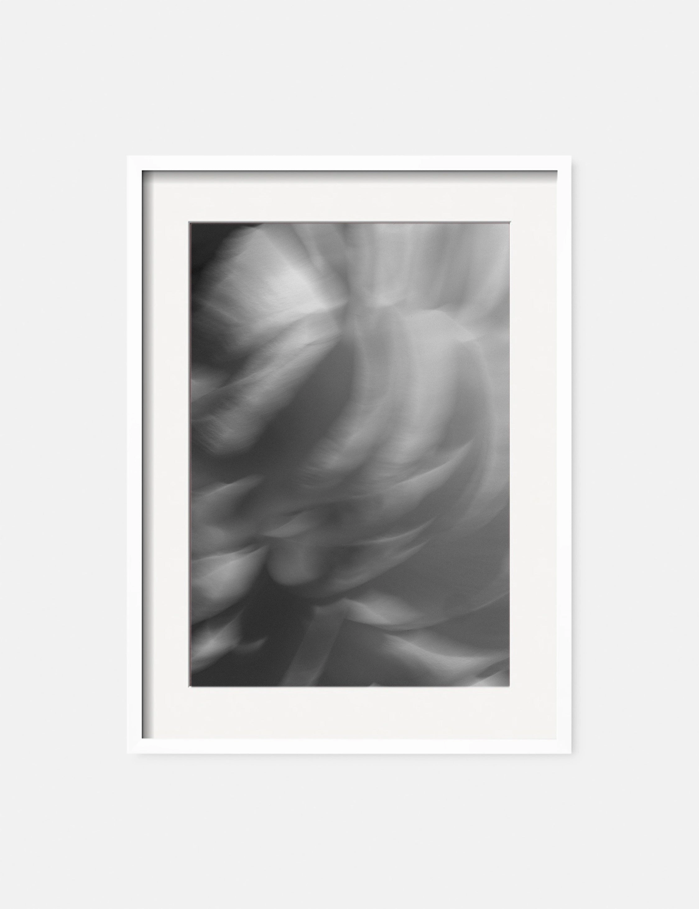 Ranunculus 1 Photography Print by Carley Rudd