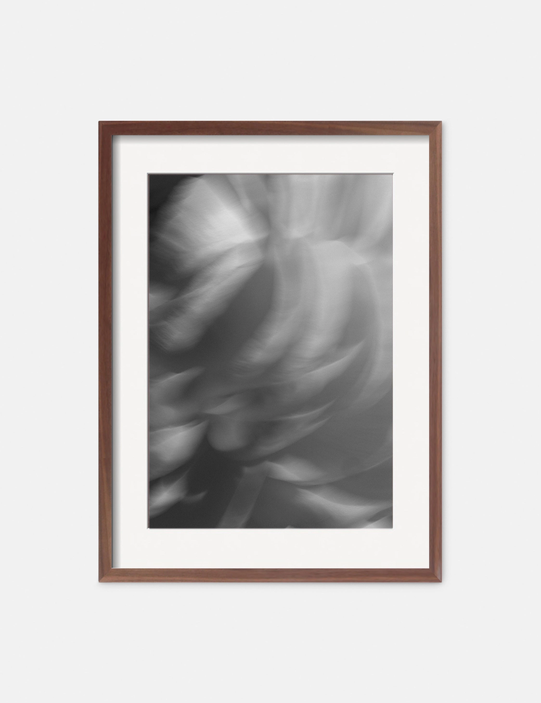 Ranunculus 1 Photography Print by Carley Rudd