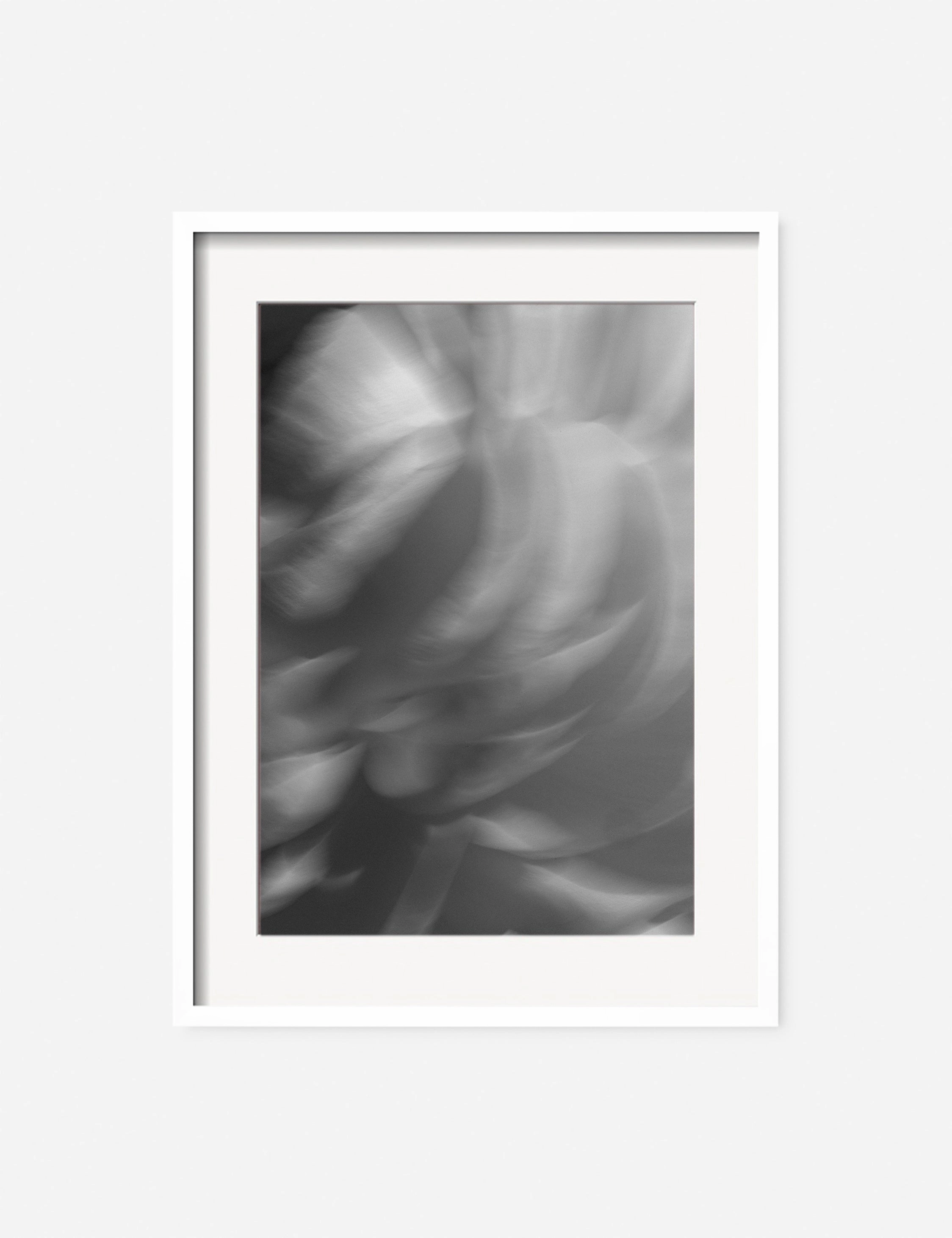 Ranunculus 1 Photography Print by Carley Rudd