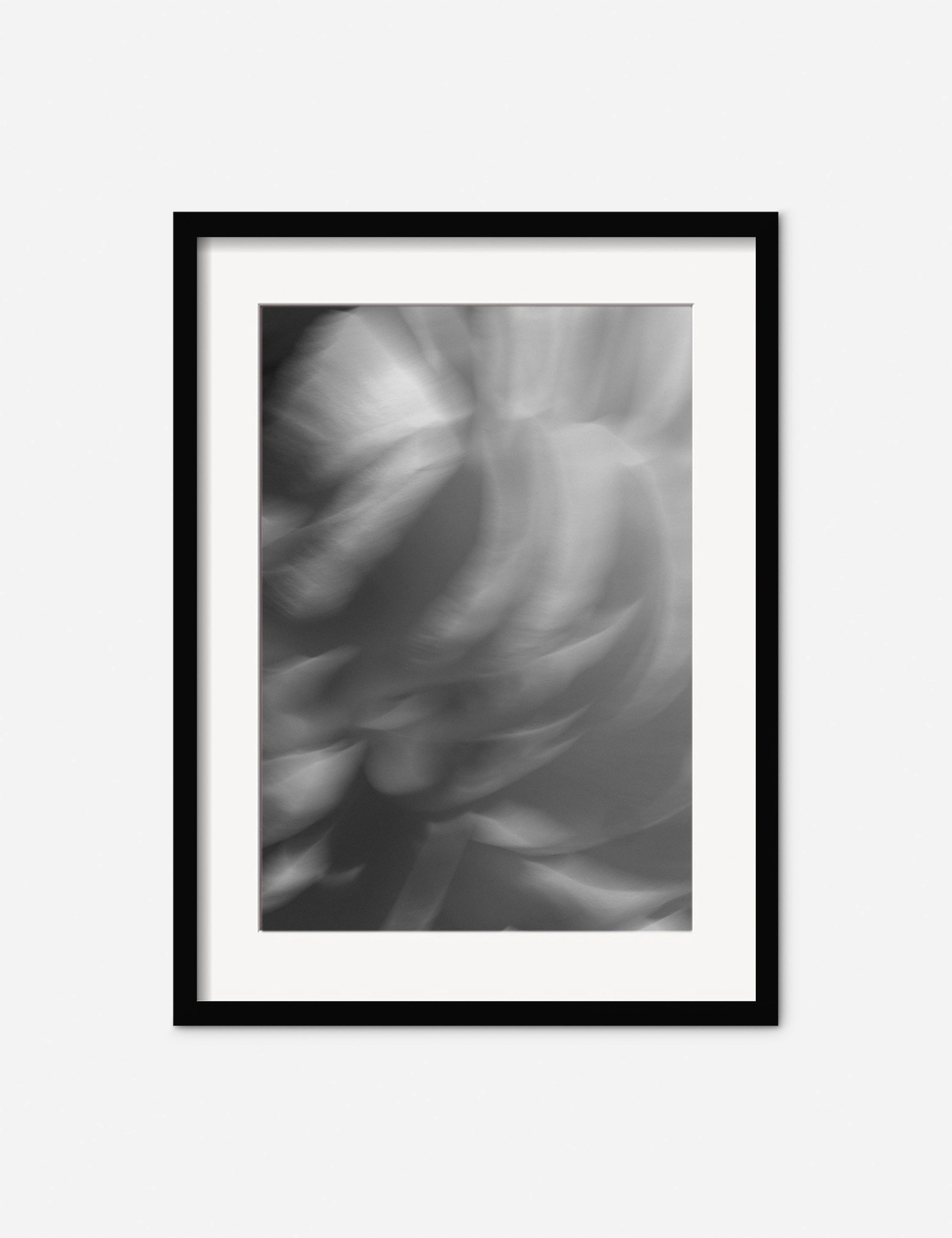 Ranunculus 1 Photography Print by Carley Rudd 