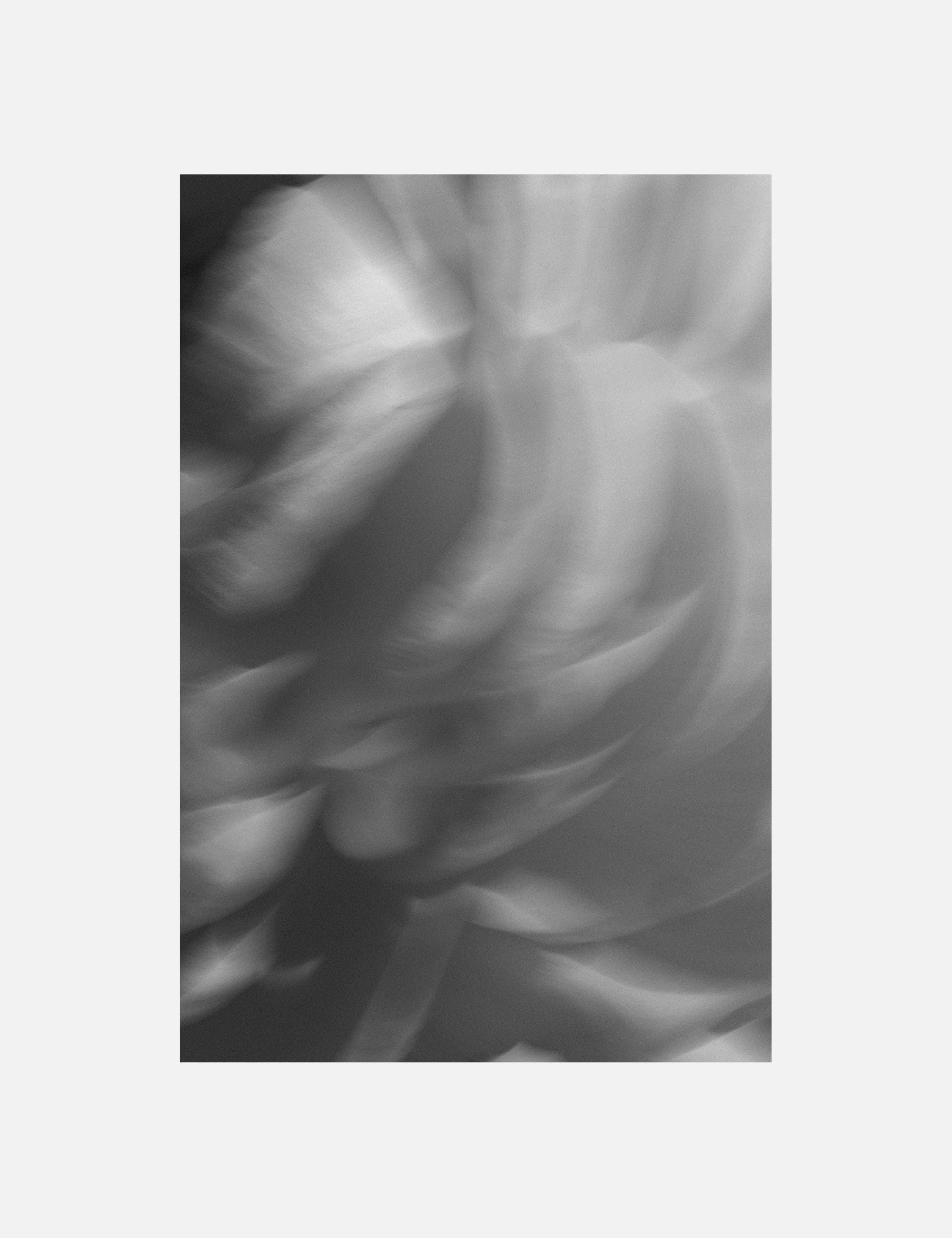 Ranunculus 1 Photography Print by Carley Rudd