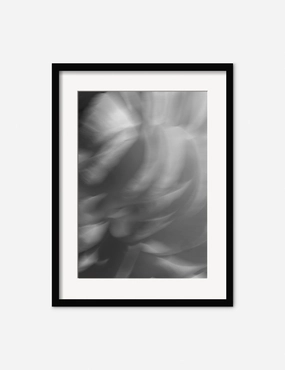 Ranunculus 1 Photography Print by Carley Rudd 