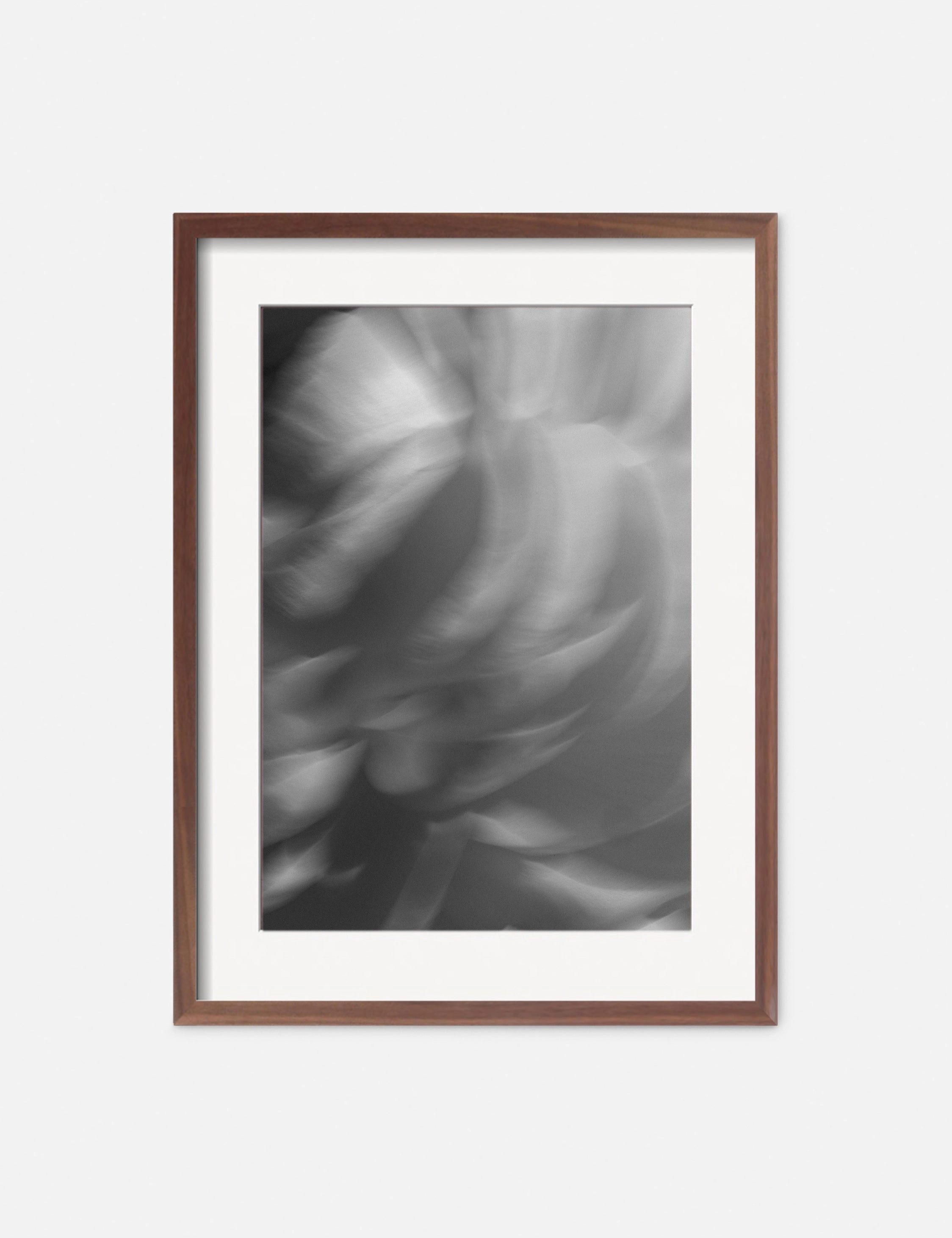 Ranunculus 1 Photography Print by Carley Rudd