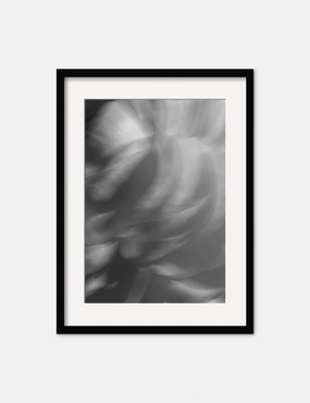 Ranunculus 1 Photography Print by Carley Rudd 