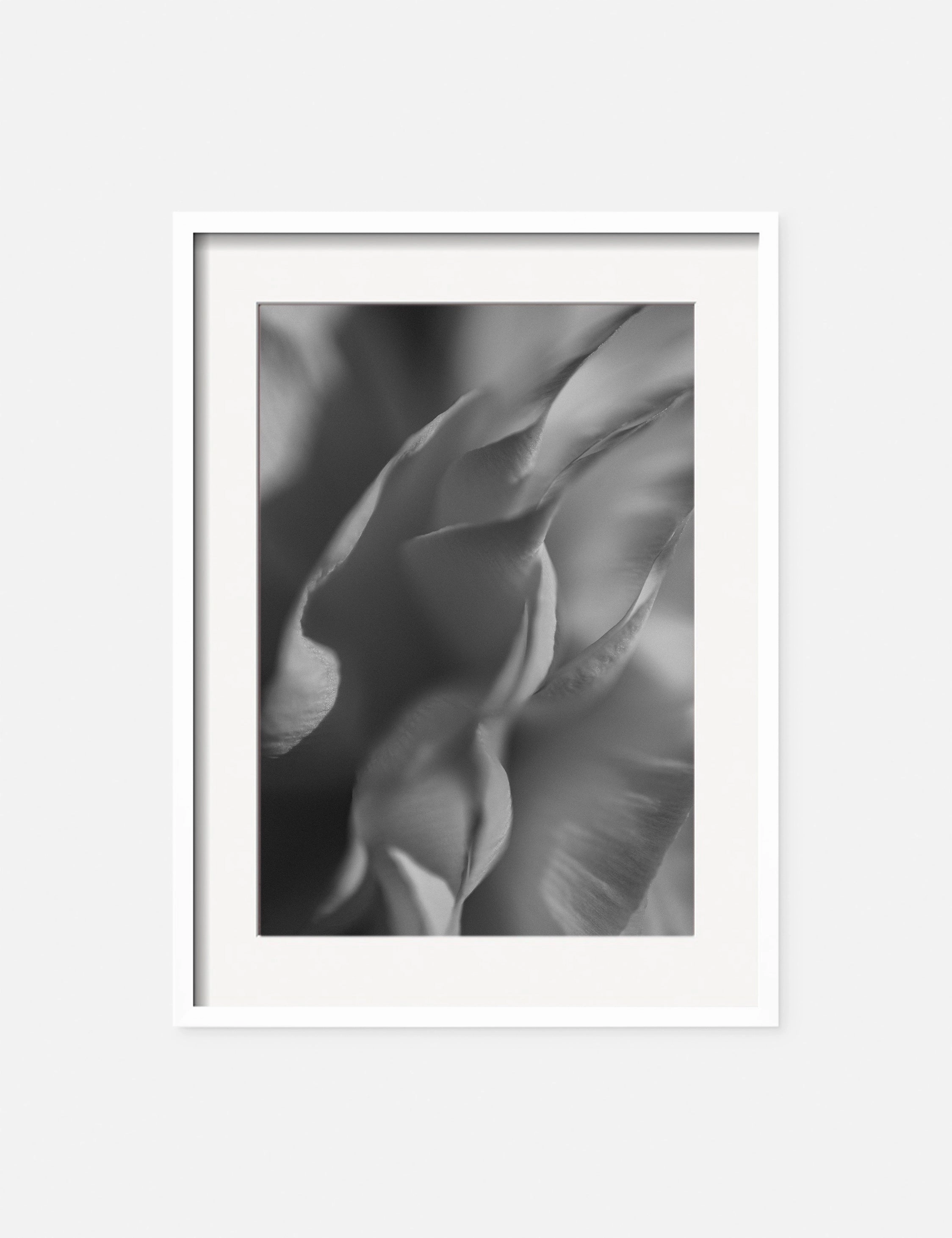 Ranunculus 2 Photography Print by Carley Rudd