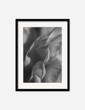 Ranunculus 2 Photography Print by Carley Rudd 