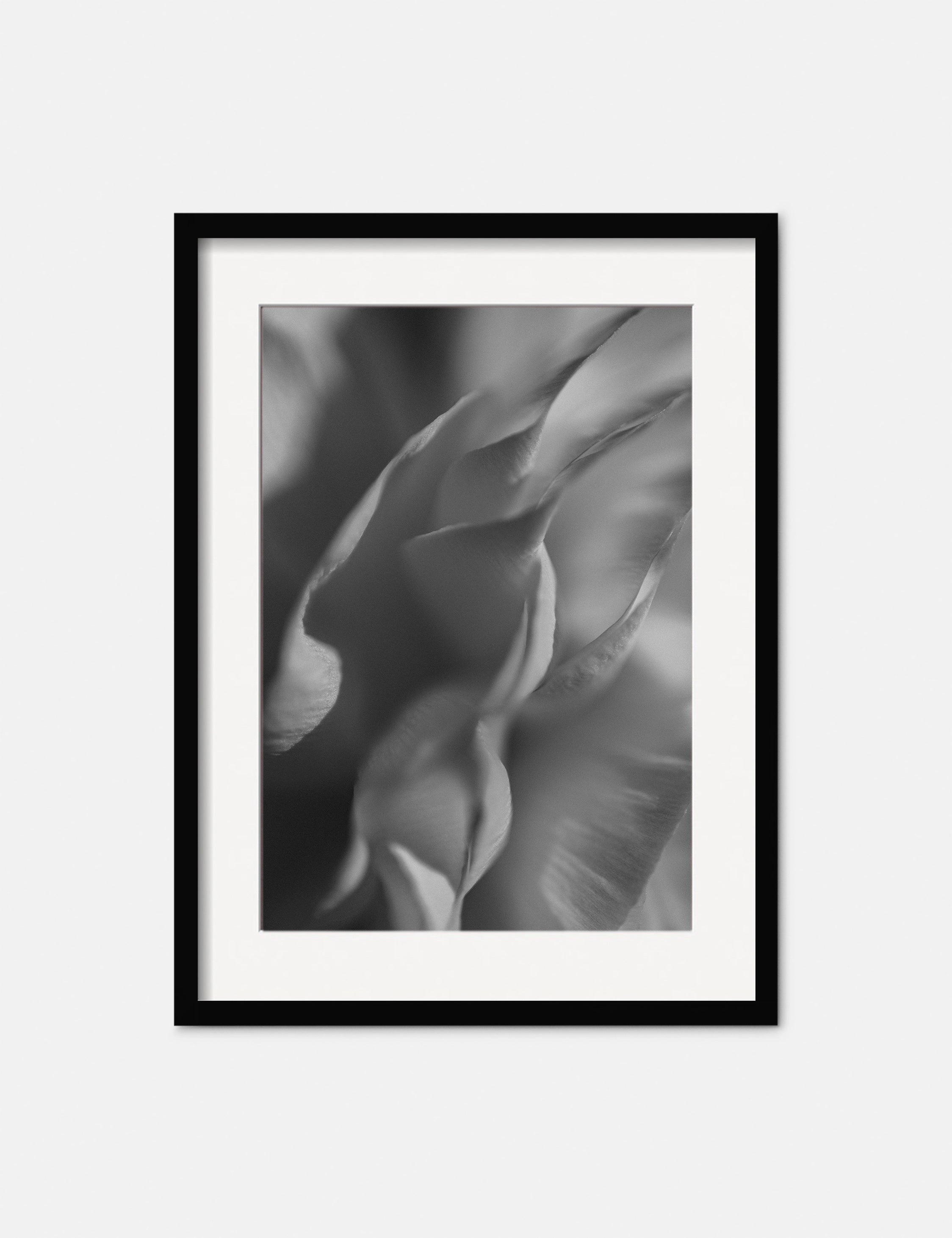 Ranunculus 2 Photography Print by Carley Rudd 