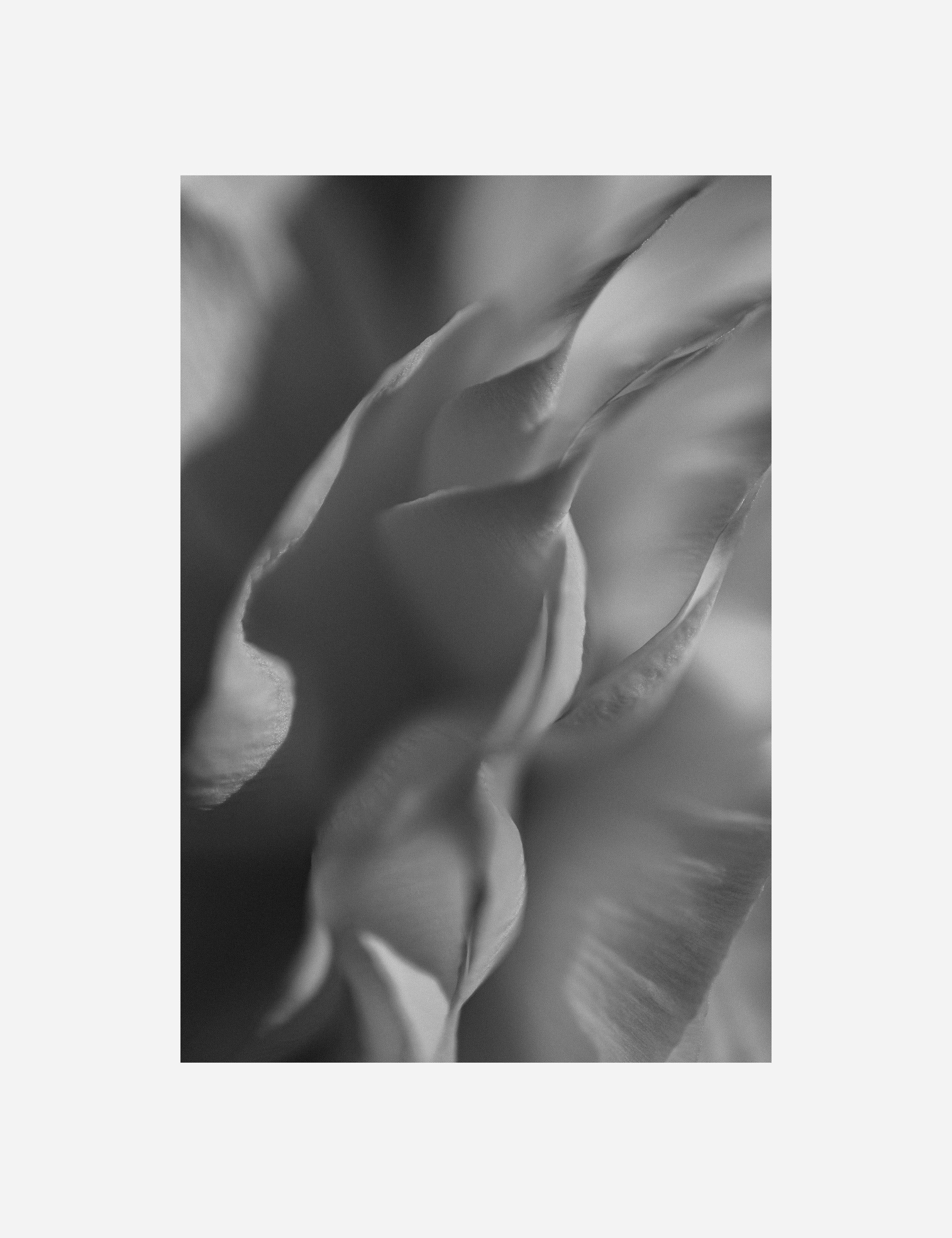 Ranunculus 2 Photography Print by Carley Rudd