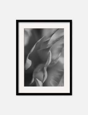 Ranunculus 2 Photography Print by Carley Rudd 
