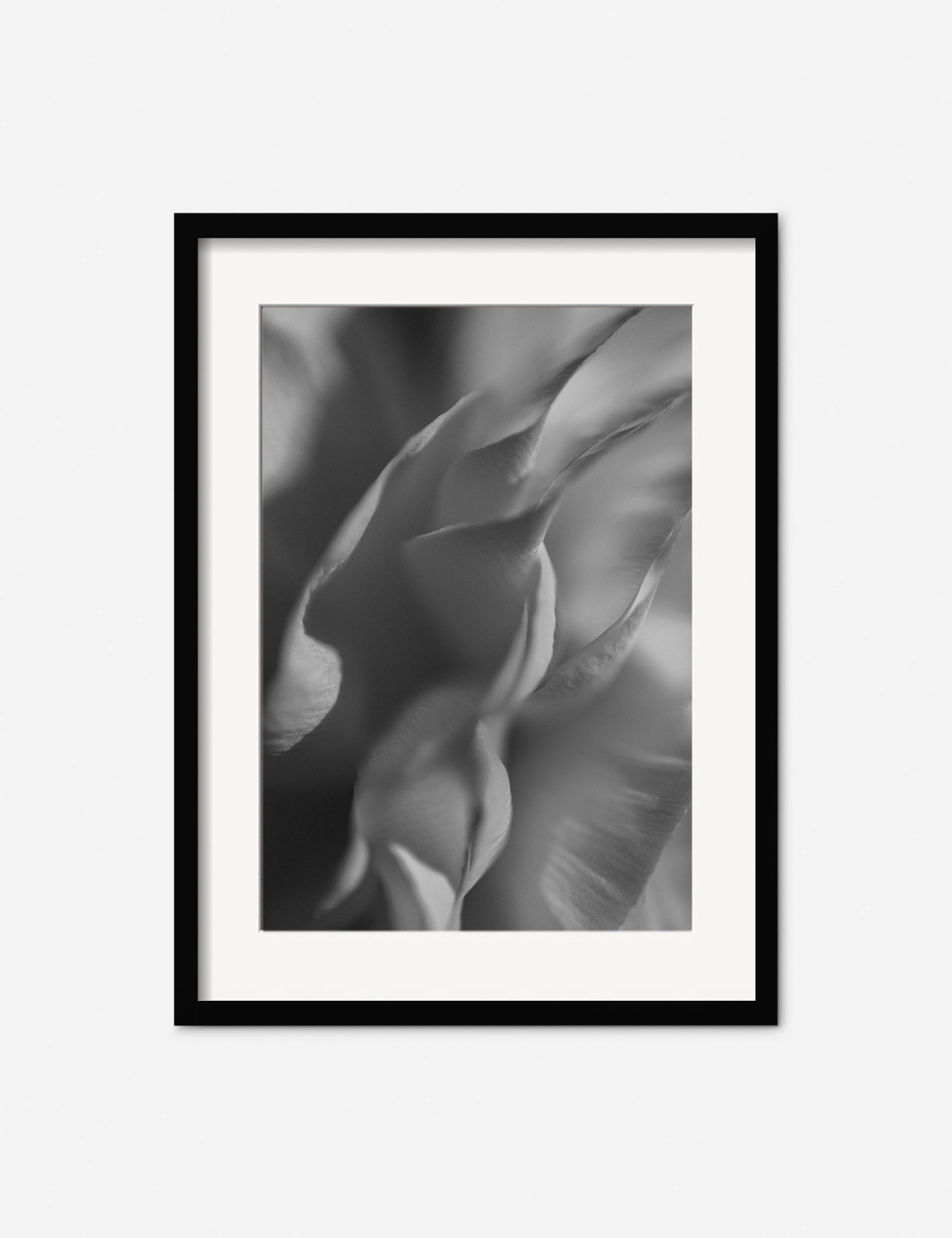 Ranunculus 2 Photography Print by Carley Rudd 