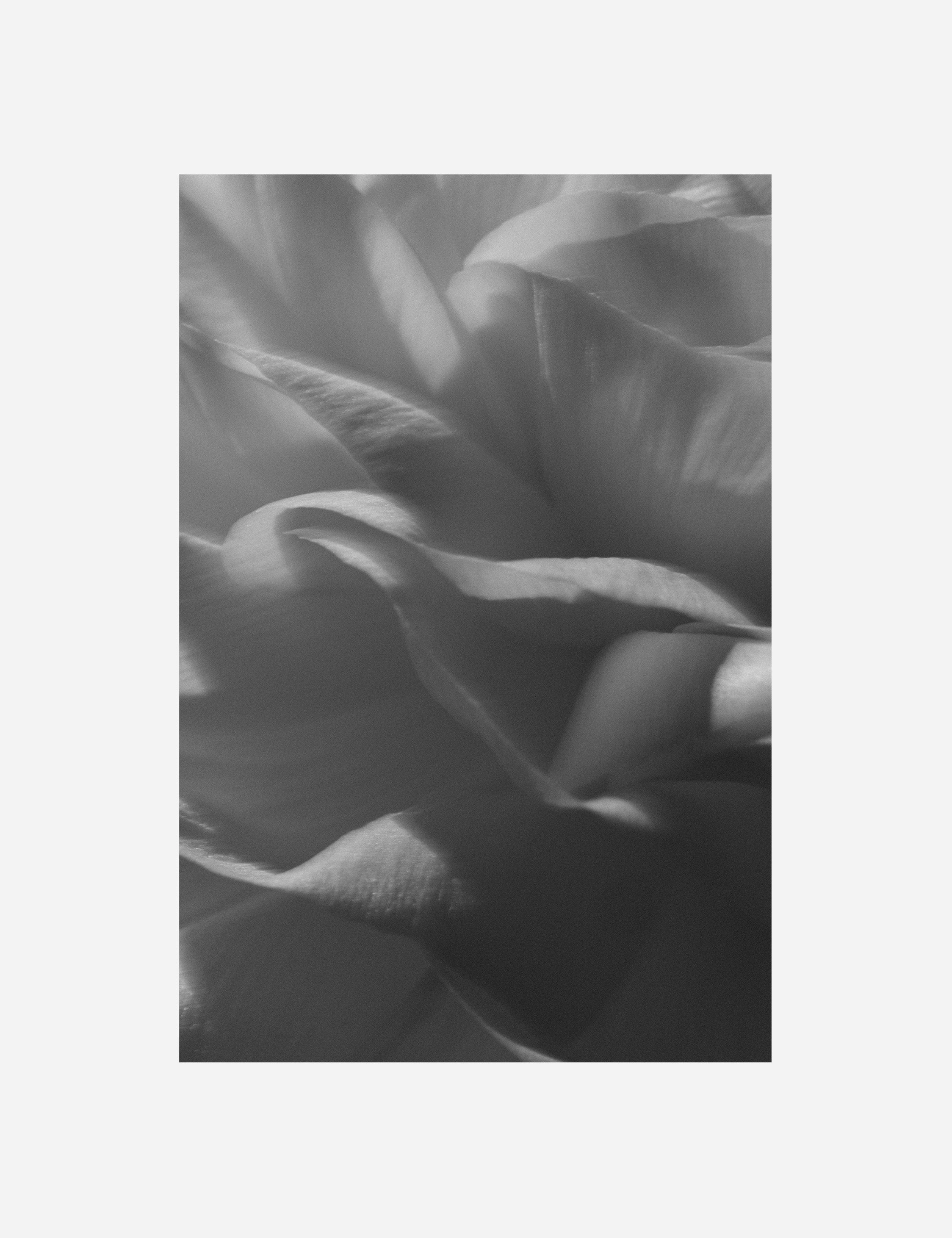 Ranunculus 3 Photography Print by Carley Rudd