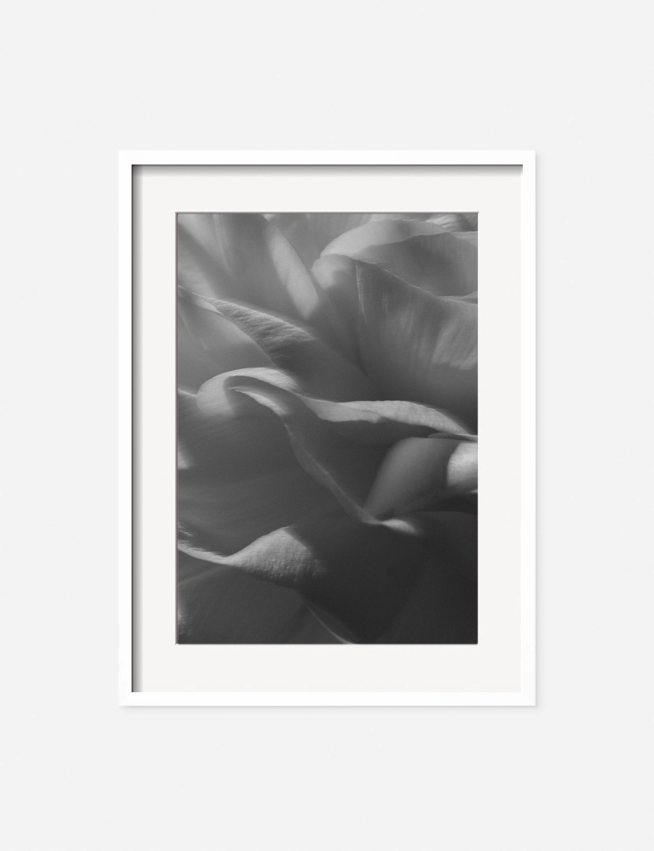 Ranunculus 3 Photography Print by Carley Rudd